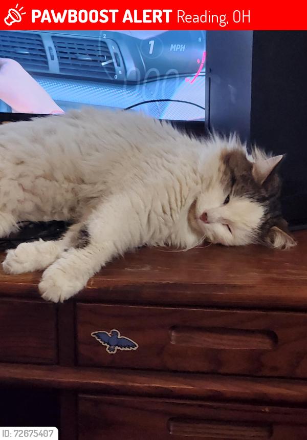Lost Male Cat last seen North & Gorman, Reading, OH 45215