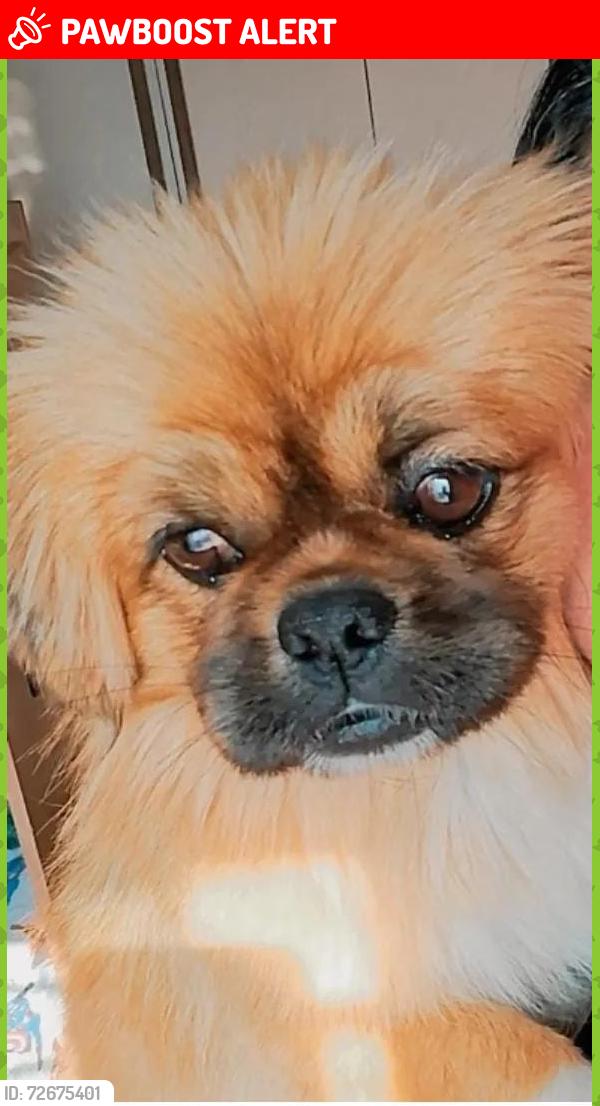 Lost Male Dog last seen Mercado Roça Grande, Campo de Santana, PR 81490-426