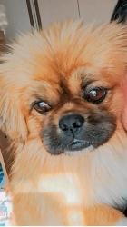 Lost Male Dog last seen Mercado Roça Grande, Campo de Santana, PR 81490-426