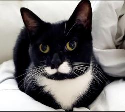 Lost Male Cat last seen McMurray x Diablo, Bethel Park, PA 15317