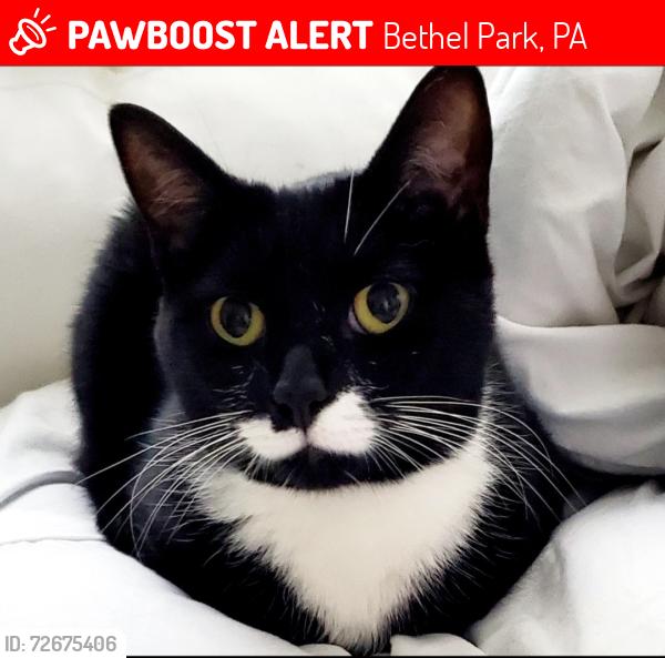 Lost Male Cat last seen McMurray x Diablo, Bethel Park, PA 15317