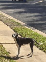 Found/Stray Female Dog last seen On Rachel Ridge in Deer Creek Ranch, Cedar Park, TX 78613