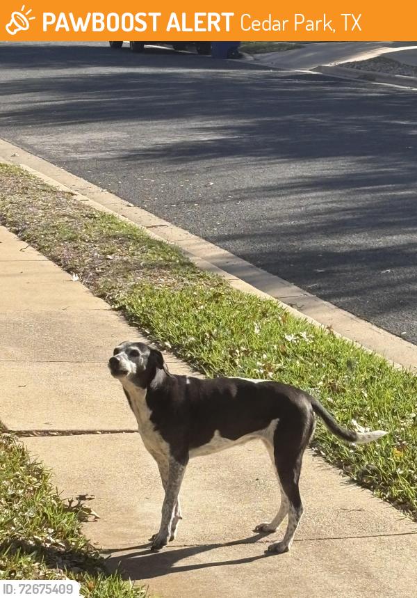 Found/Stray Female Dog last seen On Rachel Ridge in Deer Creek Ranch, Cedar Park, TX 78613