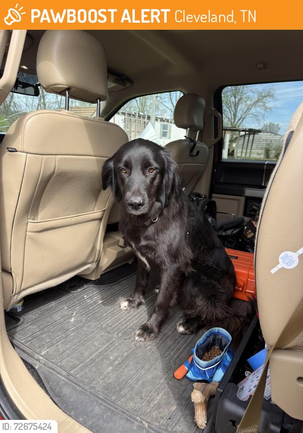 Found/Stray Male Dog last seen Eagle Park Road, Cleveland, TN 37364