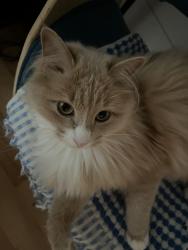 Lost Female Cat last seen Fernhaven Ln, Sedro-Woolley, WA 98284