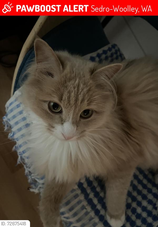 Lost Female Cat last seen Fernhaven Ln, Sedro-Woolley, WA 98284