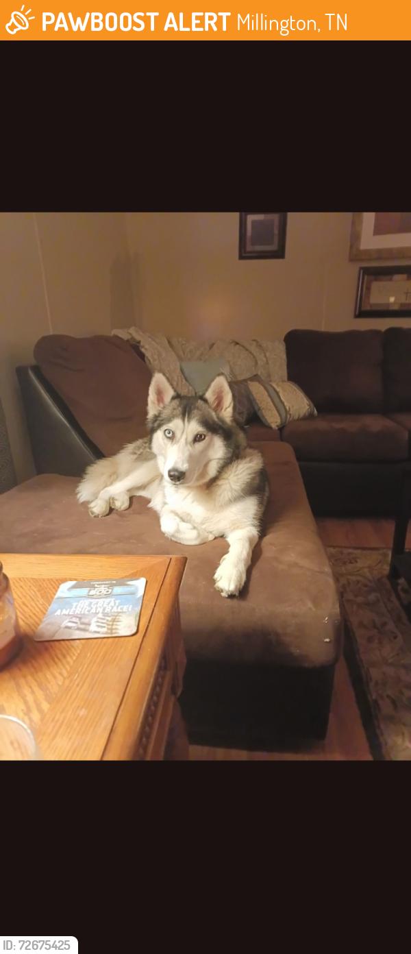 Found/Stray Female Dog last seen Navy Rd , Millington, TN 38053