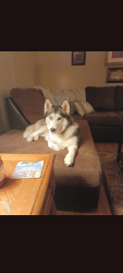 Found/Stray Female Dog last seen Navy Rd , Millington, TN 38053