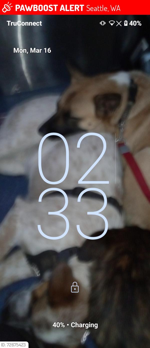 Lost Female Dog last seen Juneau and 42ndseattle98118, Seattle, WA 98118