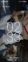Lost Female Dog last seen Juneau and 42ndseattle98118, Seattle, WA 98118