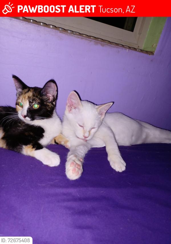 Lost Male Cat last seen Near E 33rd TUCSON AZ 85711, Tucson, AZ 85711
