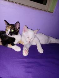 Lost Male Cat last seen Near E 33rd TUCSON AZ 85711, Tucson, AZ 85711