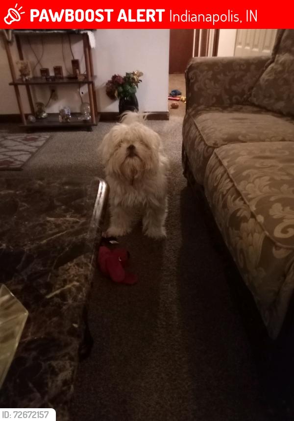 Lost Male Dog last seen 42nd St Franklin and Post Rd, Indianapolis, IN 46226