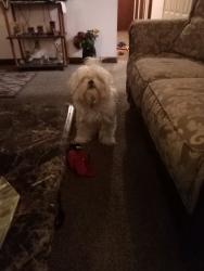 Lost Male Dog last seen 42nd St Franklin and Post Rd, Indianapolis, IN 46226