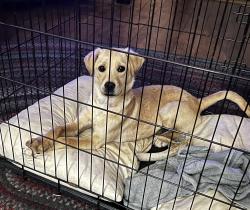 Found/Stray Male Dog last seen Ralph Ratledge and Wagner Roads, Davie County, NC 27028