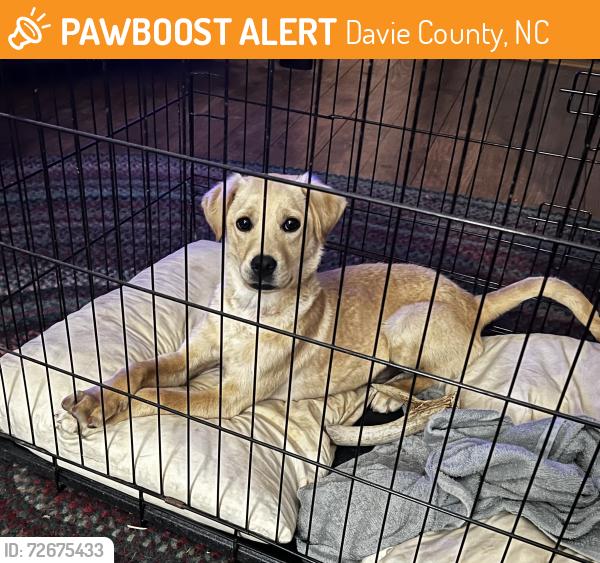 Found/Stray Male Dog last seen Ralph Ratledge and Wagner Roads, Davie County, NC 27028