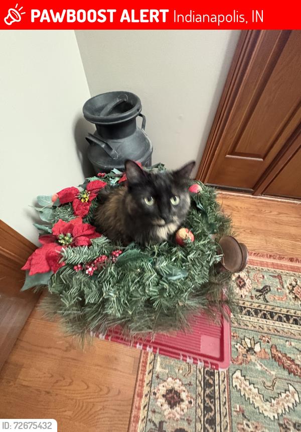 Lost Female Cat last seen Anchorage Dr and Admirals Bay Dr, Indianapolis, IN 46236