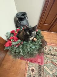 Lost Female Cat last seen Anchorage Dr and Admirals Bay Dr, Indianapolis, IN 46236