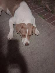 Found/Stray Female Dog last seen Deer circle and constution rd, Deer Cir,  36541