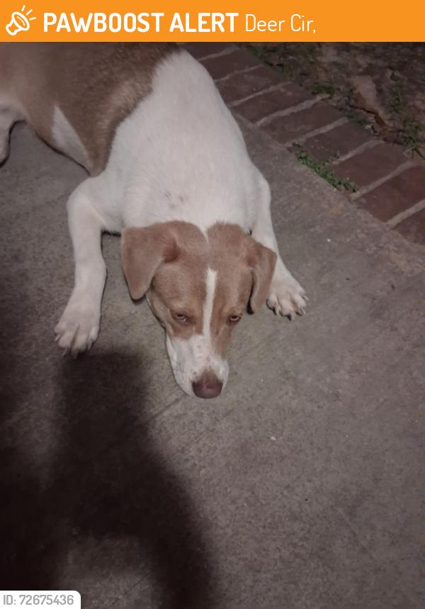 Found/Stray Female Dog last seen Deer circle and constution rd, Deer Cir,  36541