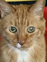 Lost Male Cat last seen 18th Ave S and 4th St S, Nampa ID 83651, Nampa, ID 83651