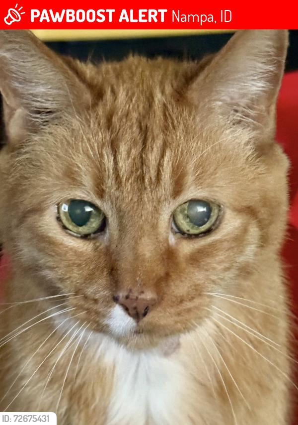 Lost Male Cat last seen 18th Ave S and 4th St S, Nampa ID 83651, Nampa, ID 83651