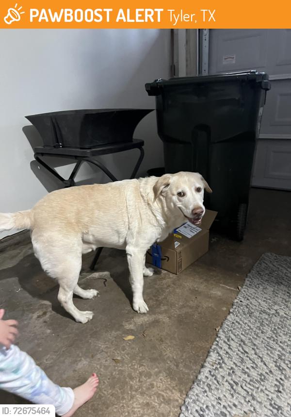 Found/Stray Male Dog last seen Clubview and Golden road , Tyler, TX 75701