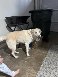 Found/Stray Male Dog last seen Clubview and Golden road , Tyler, TX 75701