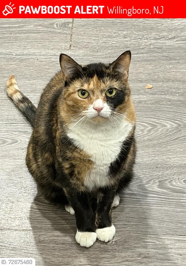 Lost Female Cat last seen Southampton Ln and Van Sciver Ln, Willingboro, NJ 08046