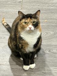 Lost Female Cat last seen Southampton Ln and Van Sciver Ln, Willingboro, NJ 08046