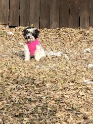 Lost Female Dog last seen Hartline Ashland , San Antonio, TX 78218