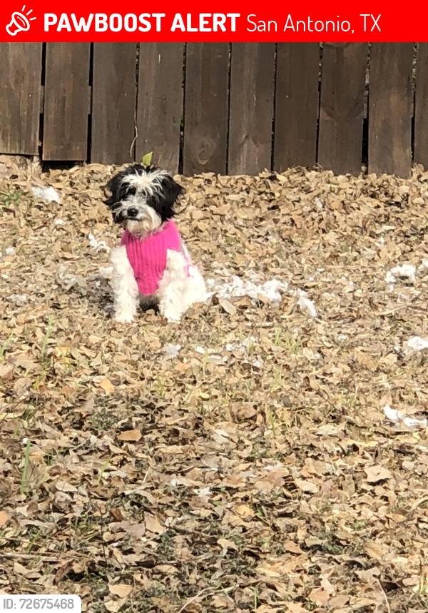 Lost Female Dog last seen Hartline Ashland , San Antonio, TX 78218