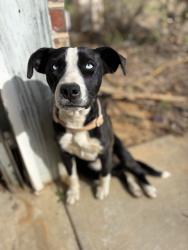 Found/Stray Female Dog last seen 49th and Mockingbird, Durant, OK 74701