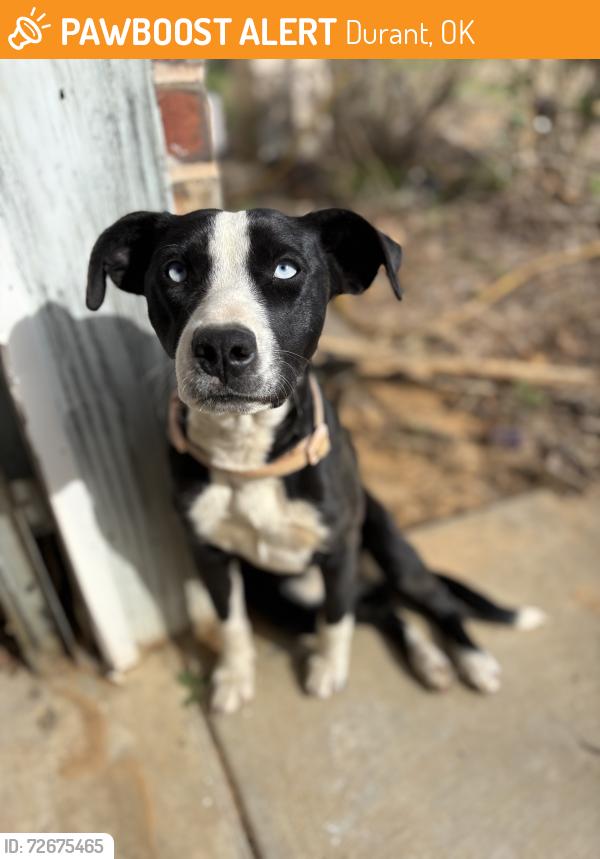 Found/Stray Female Dog last seen 49th and Mockingbird, Durant, OK 74701