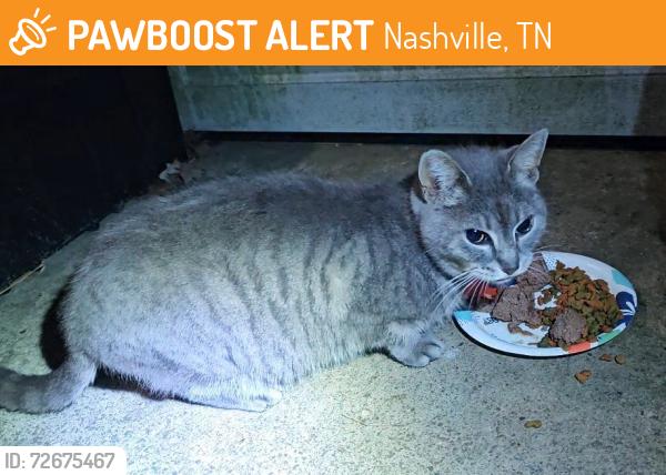 Found/Stray Unknown Cat last seen Maplewood Ln, Nashville, TN 37216