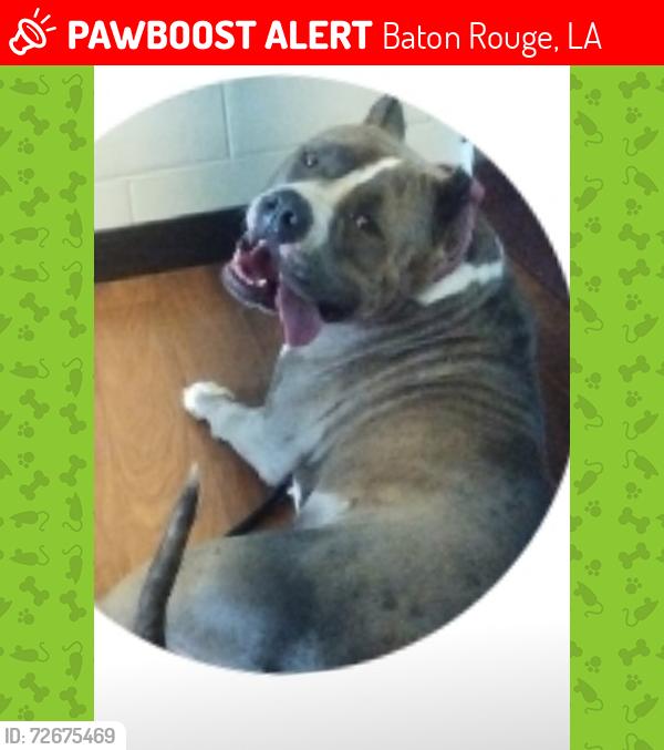Lost Female Dog last seen Plank road,near the social security office , Baton Rouge, LA 70811