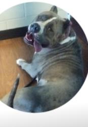 Lost Female Dog last seen Plank road,near the social security office , Baton Rouge, LA 70811