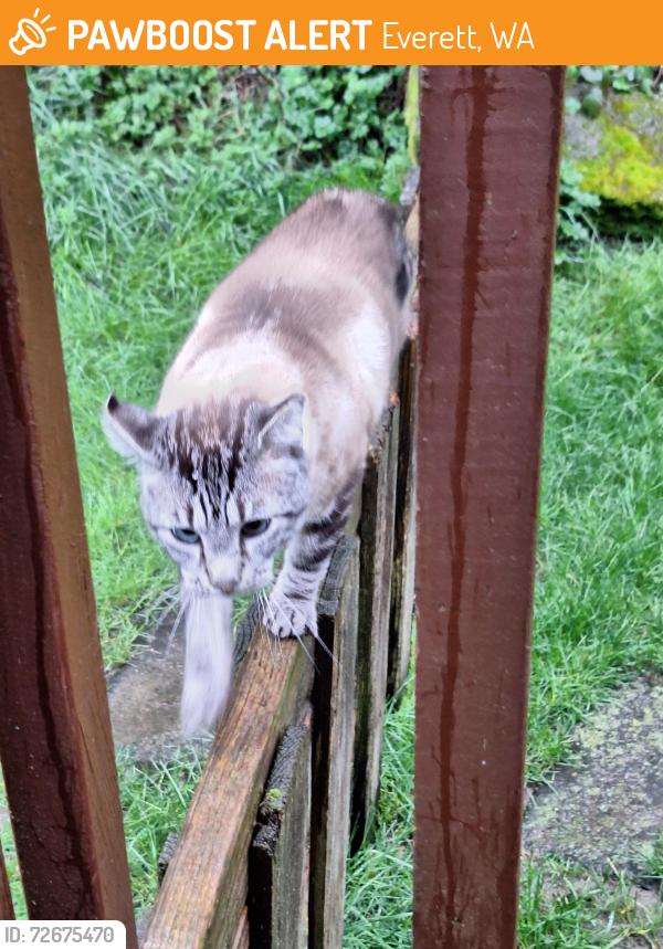 Found/Stray Male Cat last seen Hareson and verilene way , Everett, WA 98203