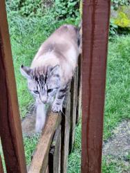 Found/Stray Male Cat last seen Hareson and verilene way , Everett, WA 98203