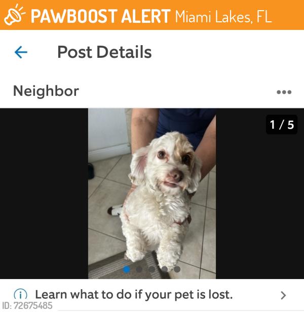 Found/Stray Female Dog last seen Near st and 84 ave, Miami Lakes, FL 33016