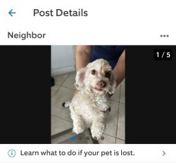 Found/Stray Female Dog last seen Near st and 84 ave, Miami Lakes, FL 33016