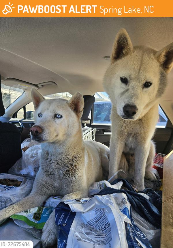 Found/Stray Male Dog last seen Near , Spring Lake, NC 28390