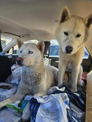 Found/Stray Male Dog last seen Near , Spring Lake, NC 28390