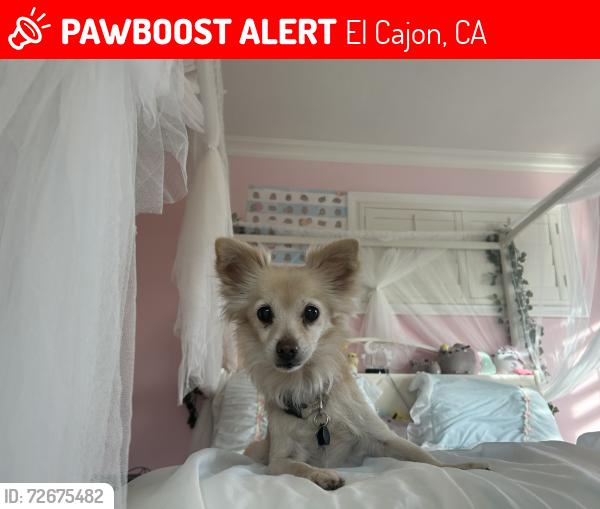 Lost Female Dog last seen Jackson hill dr, El Cajon, CA 92020