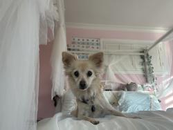 Lost Female Dog last seen Jackson hill dr, El Cajon, CA 92020