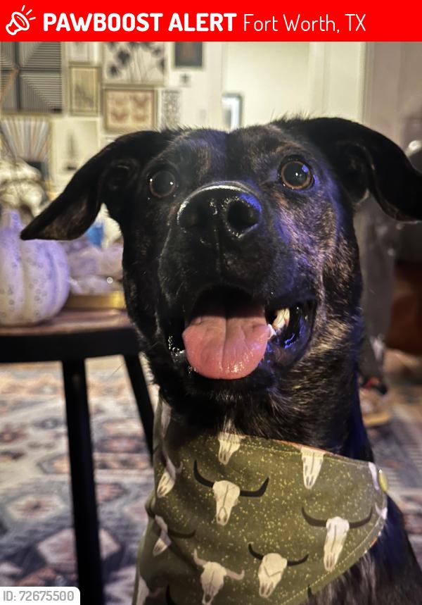 Lost Female Dog last seen Near Meadowbrook and Tierney , Fort Worth, TX 76103
