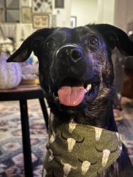 Lost Female Dog last seen Near Meadowbrook and Tierney , Fort Worth, TX 76103