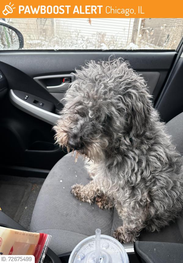 Found/Stray Male Dog last seen Irving and Melvina, Chicago, IL 60634