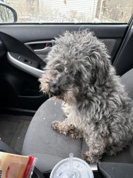 Found/Stray Male Dog last seen Irving and Melvina, Chicago, IL 60634