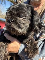 Found/Stray Female Dog last seen Rickman St, Eden, NC 27288